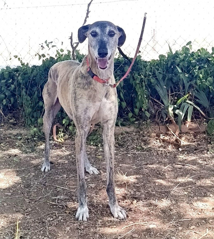 Photo #1 de CHAPU à l'adoption dans toute la France