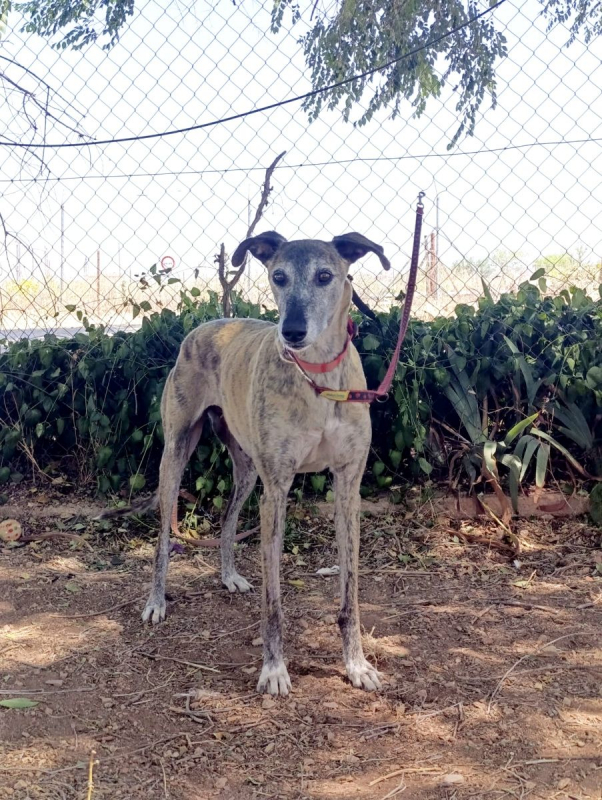 Photo #2 de CHAPU à l'adoption dans toute la France