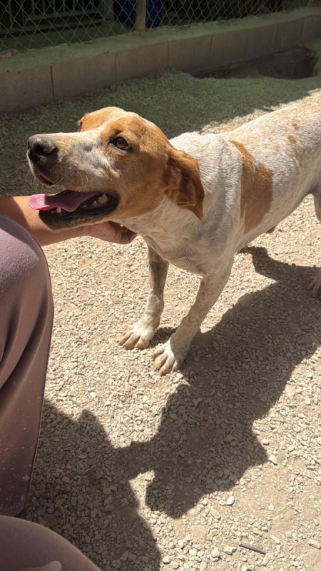 Photo #2 de RAMBO à l'adoption dans toute la France 