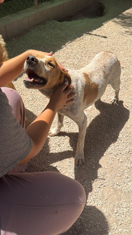 Photo #3 de RAMBO à l'adoption dans toute la France 