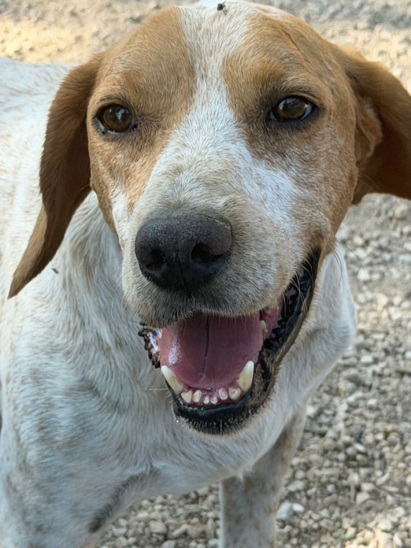 Photo #1 de RAMBO à l'adoption dans toute la France 