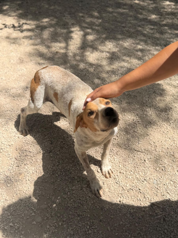 Photo #4 de RAMBO à l'adoption dans toute la France 