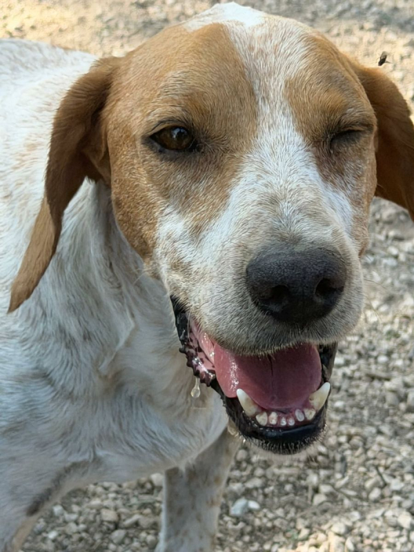 Photo #5 de RAMBO à l'adoption dans toute la France 