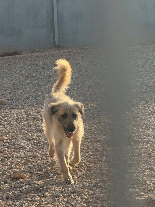 Photo #3 de PIPO à l'adoption dans toute la France 