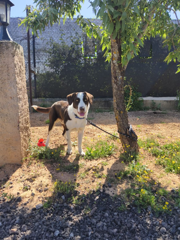 Photo #3 de LEO a l'adoption dans toute la France 
