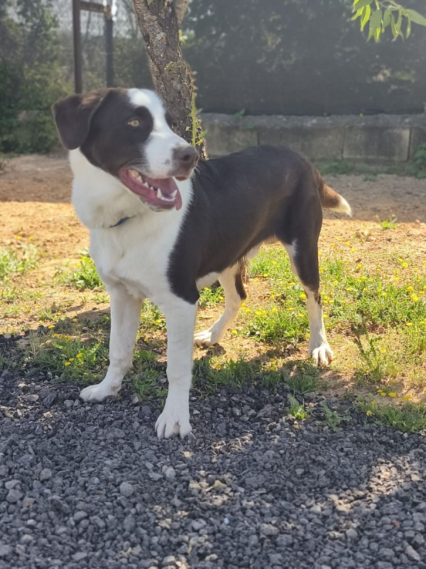 Photo #2 de LEO a l'adoption dans toute la France 