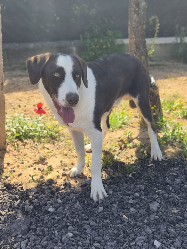 Photo #1 de LEO a l'adoption dans toute la France 