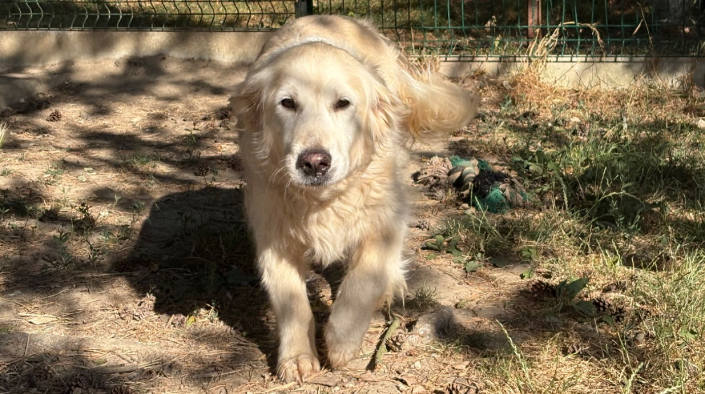 Photo de Milo