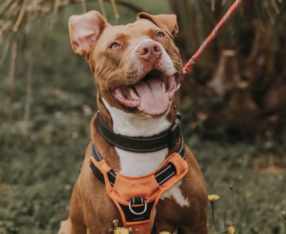 Vega - Chien à adopter