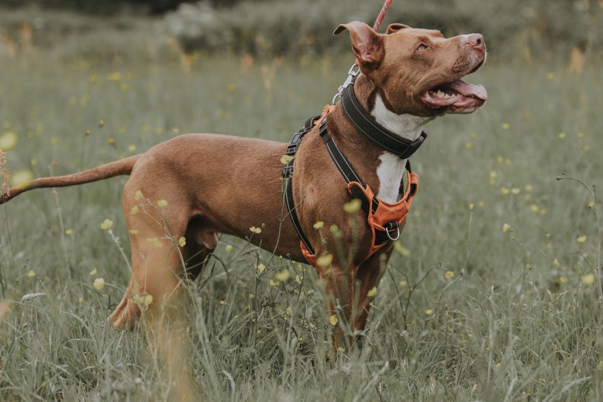Vega - Chien à adopter - photo 3