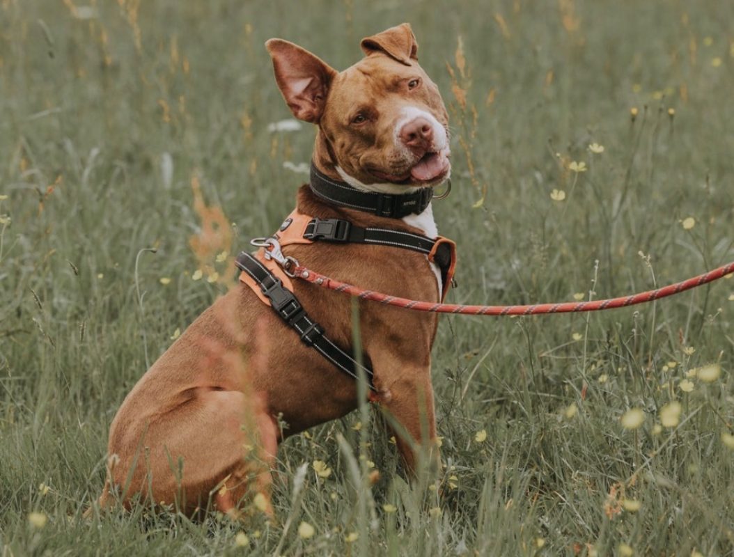 Vega - Chien à adopter - photo 7