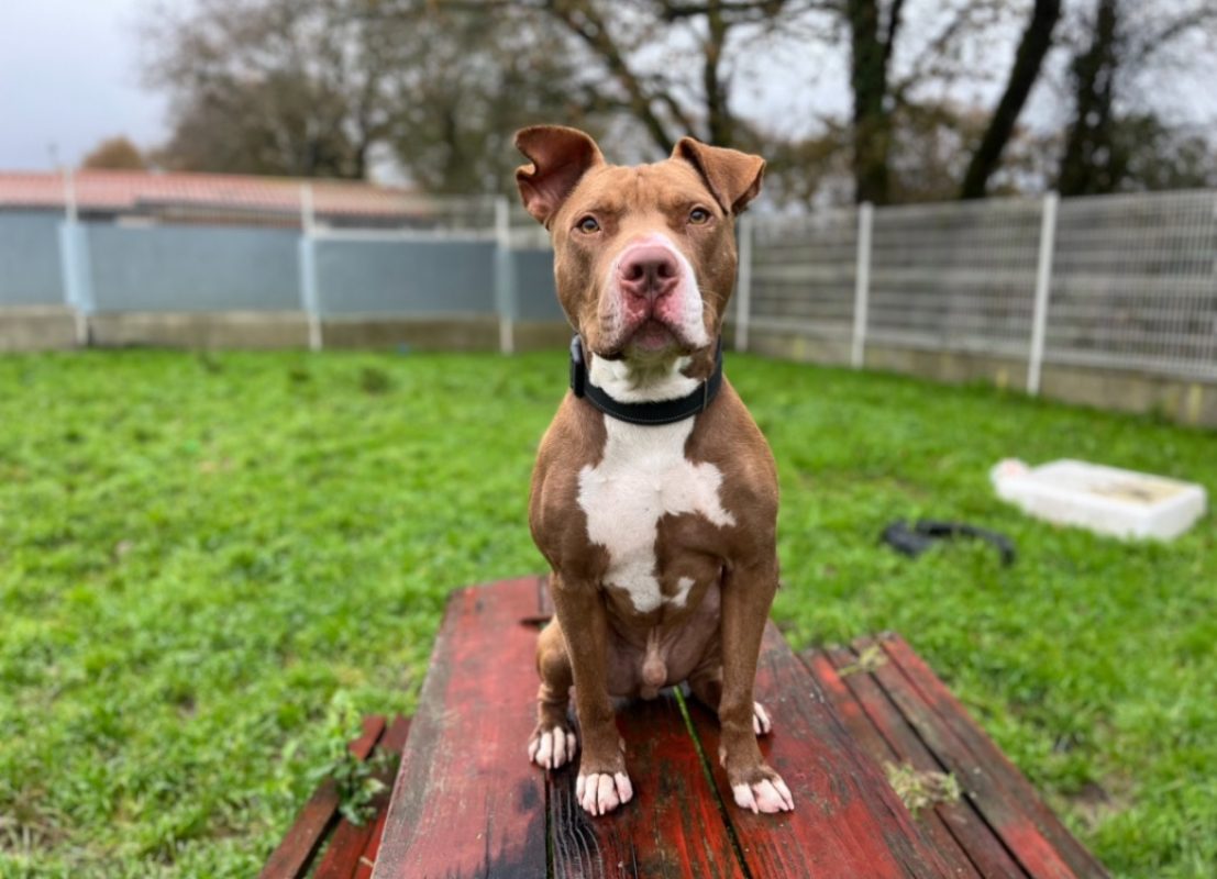 Vega - Chien à adopter - photo 8