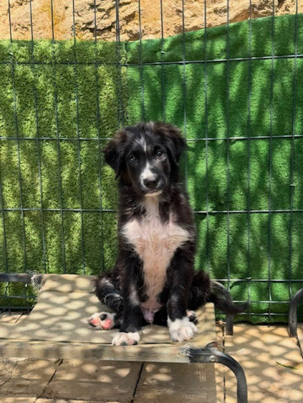 Photo #1 de Baileys