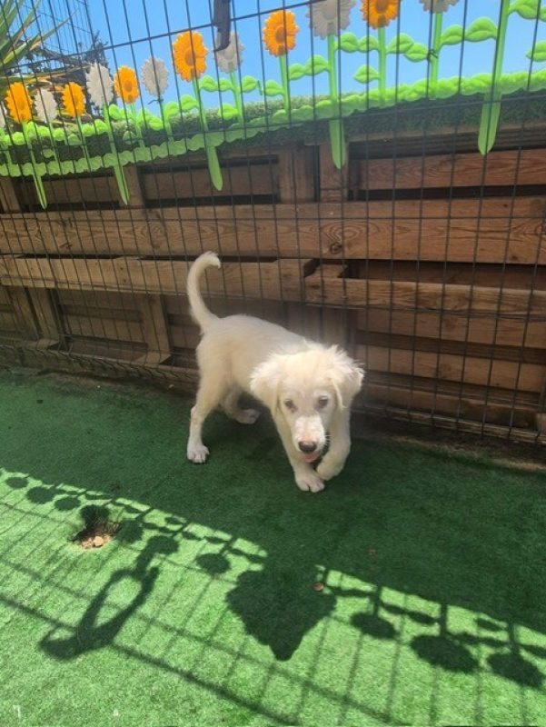 Bronx - Chien Berger des Pyrénées à adopter