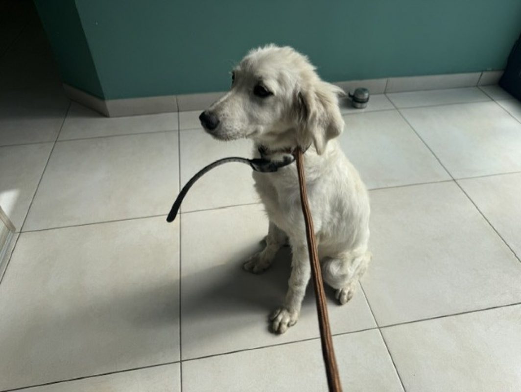 Nala - Chien Berger des Pyrénées à adopter