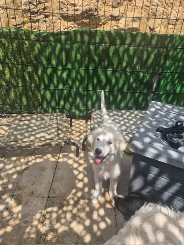 Nala - Chien Berger des Pyrénées à adopter - photo 2