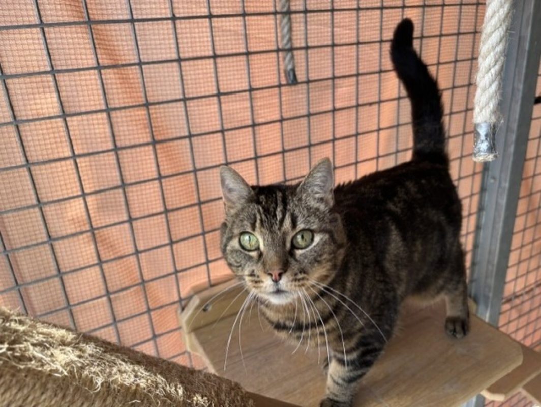 Minette - Chat Européen à adopter