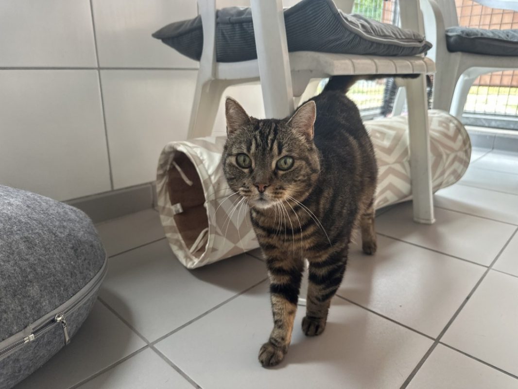 Minette - Chat Européen à adopter - photo 2