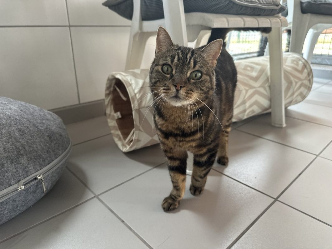 Minette - Chat Européen à adopter - photo 3