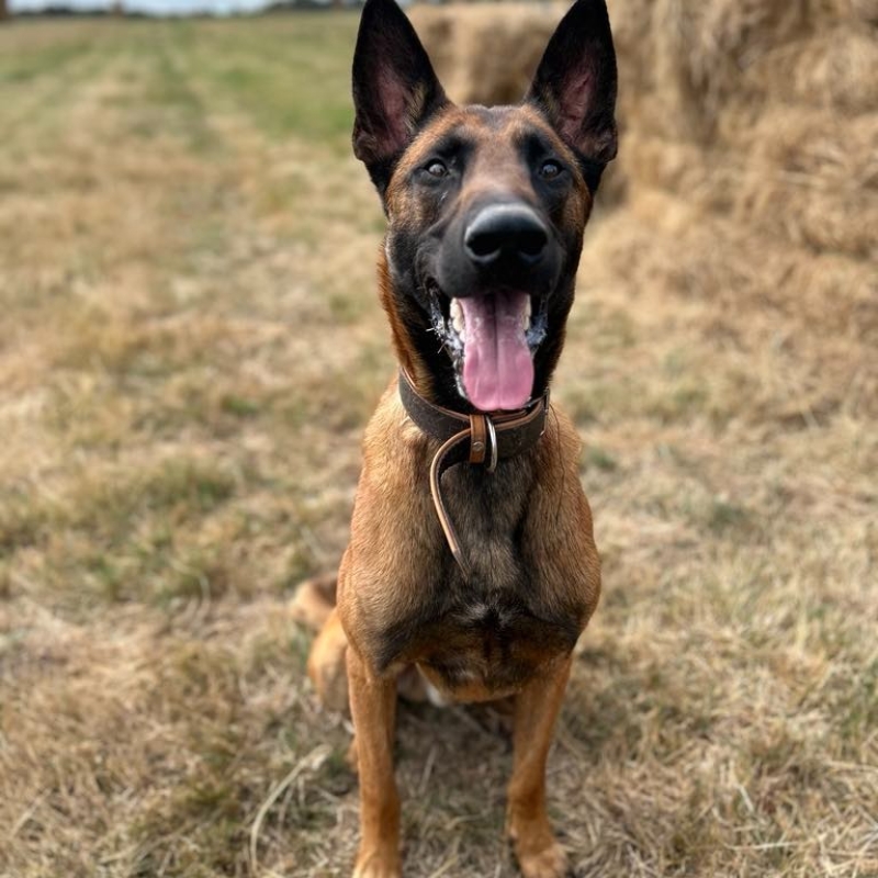 Photo de Tobi