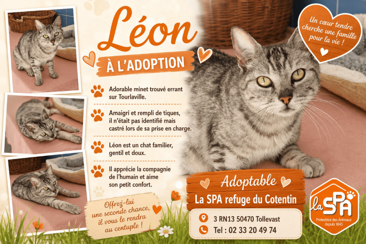 Léon réservé - Chat Européen à adopter