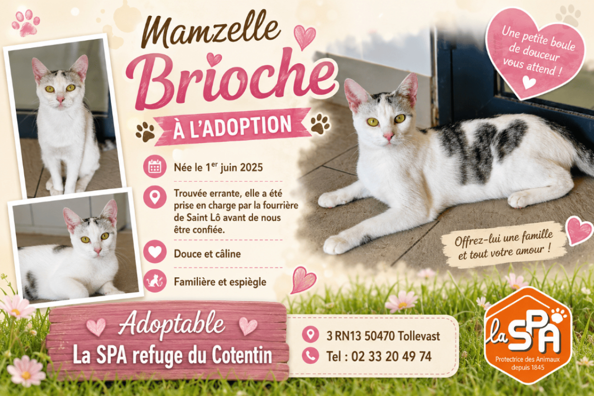 Photo de Brioche