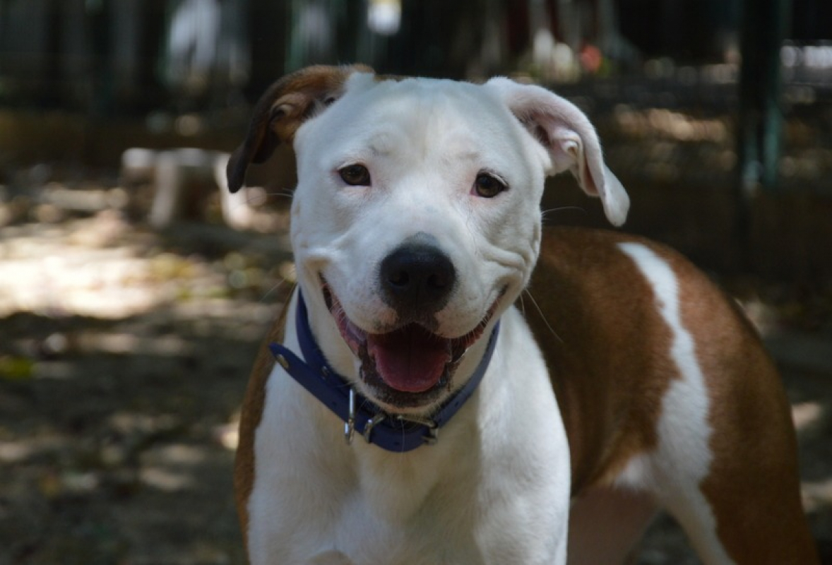 Photo #1 de Nala