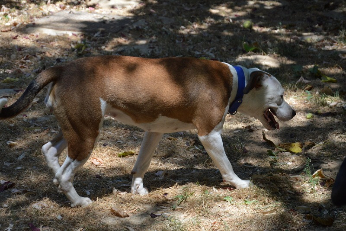 Photo #2 de Nala