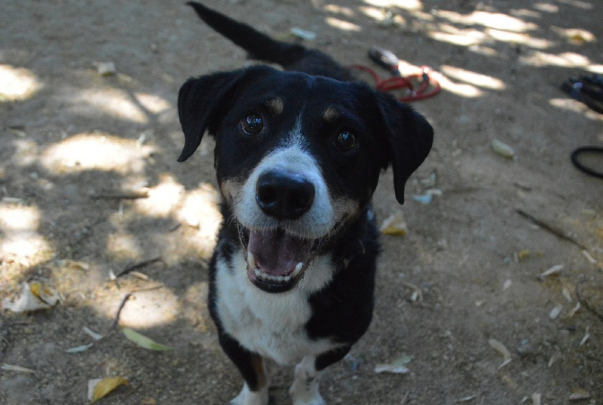 Photo #1 de Rocky