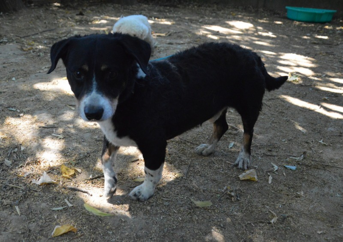 Photo #2 de Rocky