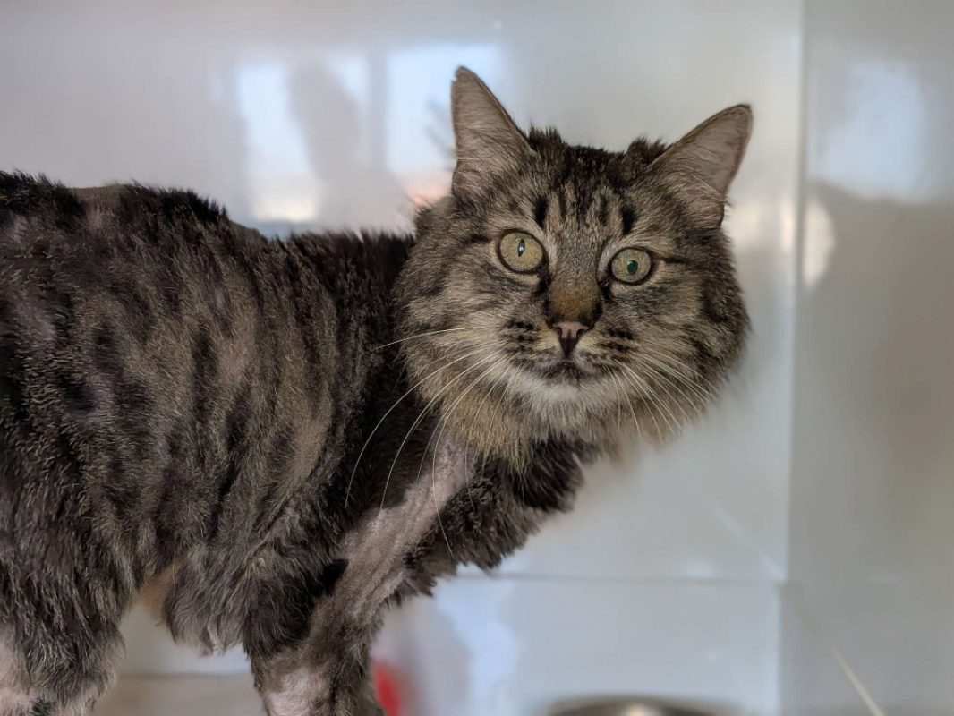 Nélia - Chat Européen à adopter