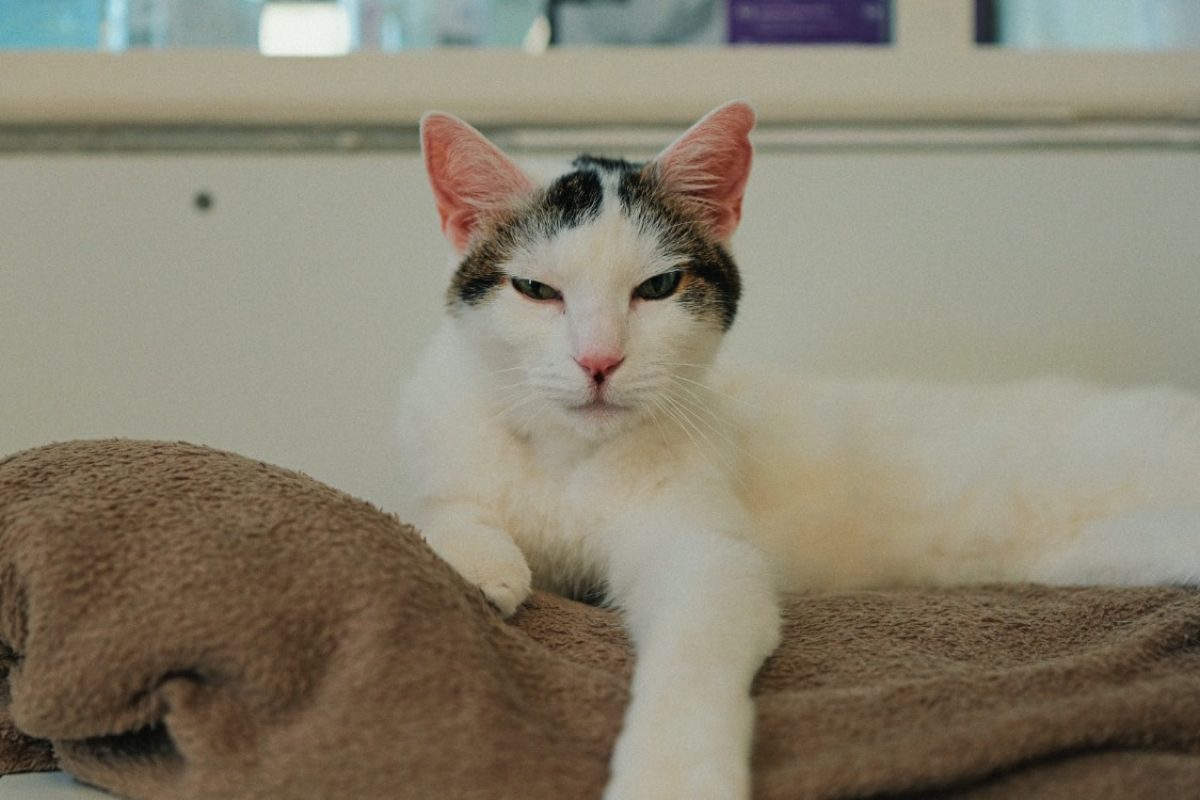 Minouche - Chat Européen à adopter
