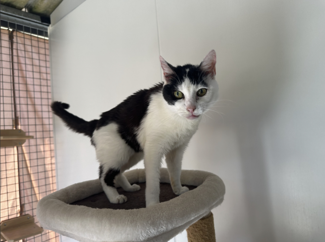 Photo de Minette