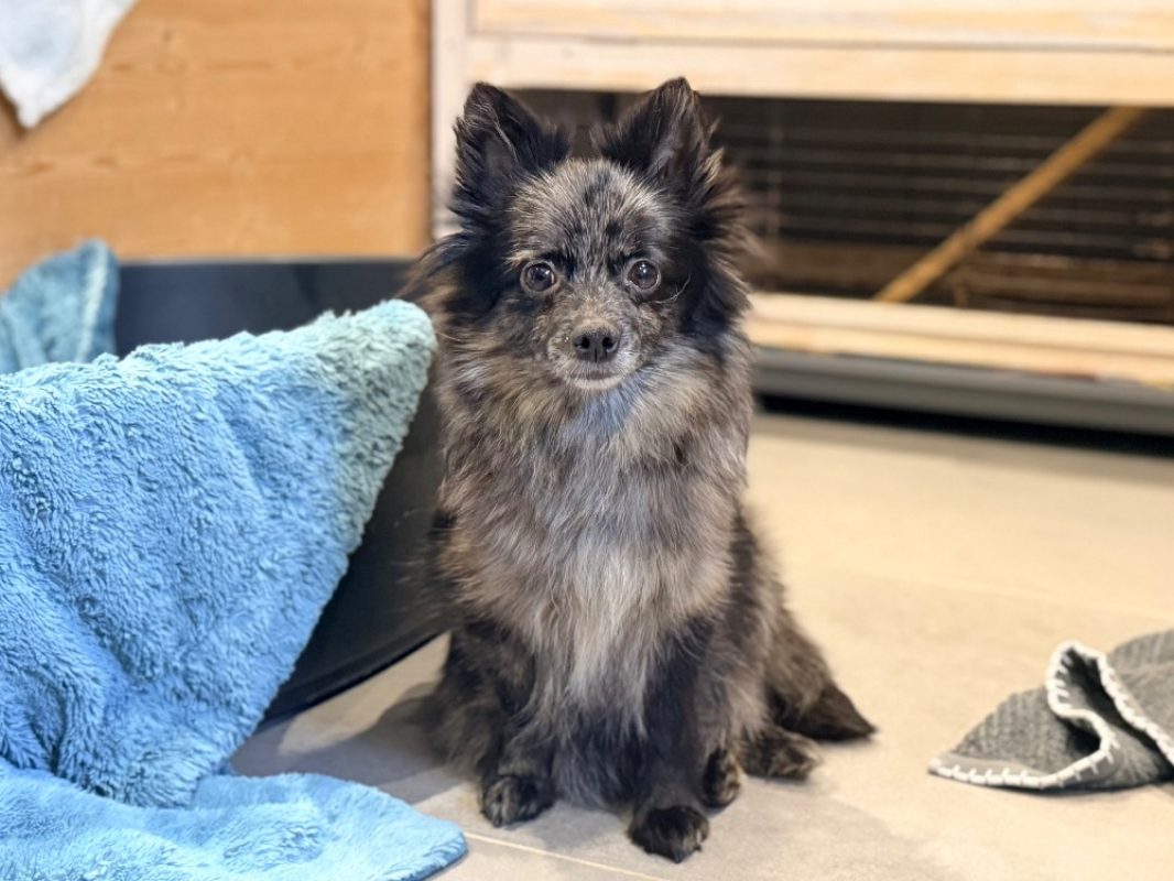Akna - Chien Spitz Allemand à adopter