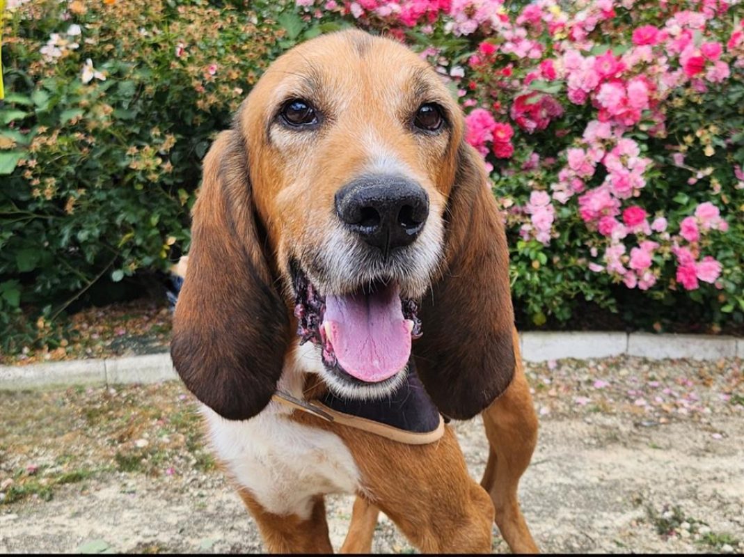 News - Chien à adopter