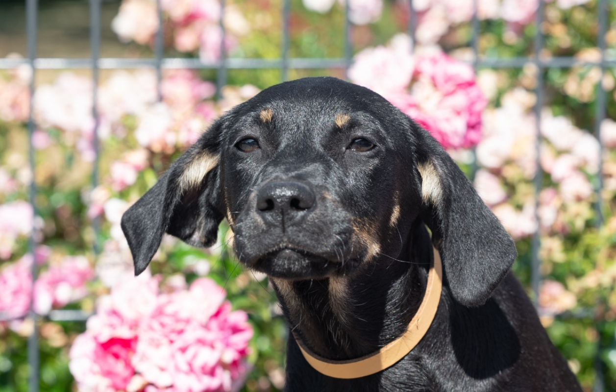 Photo de Baya