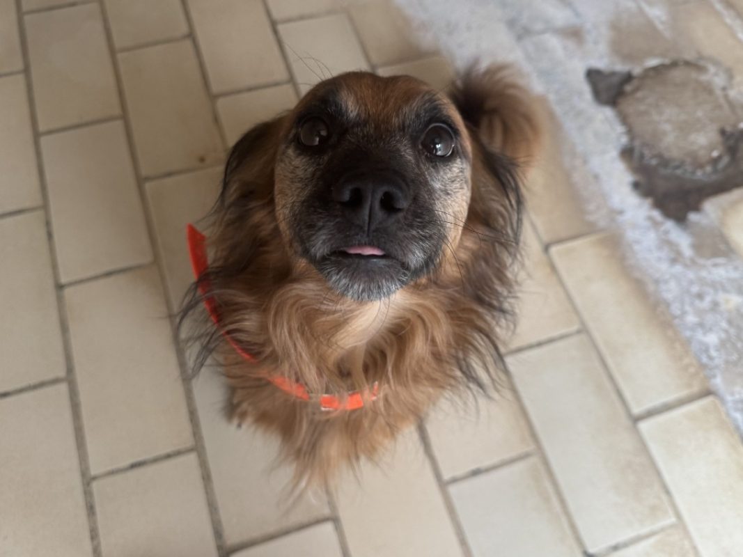Papuche - Chien à adopter