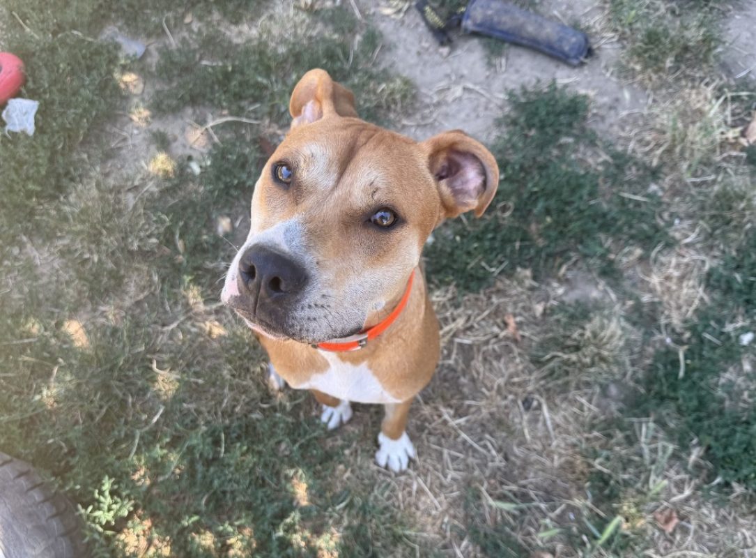 Eyden - Chien à adopter - photo 3