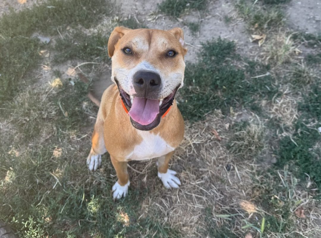 Eyden - Chien à adopter - photo 4