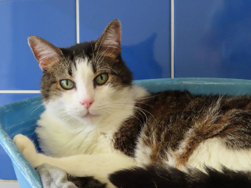 Momo - Chat Européen à adopter