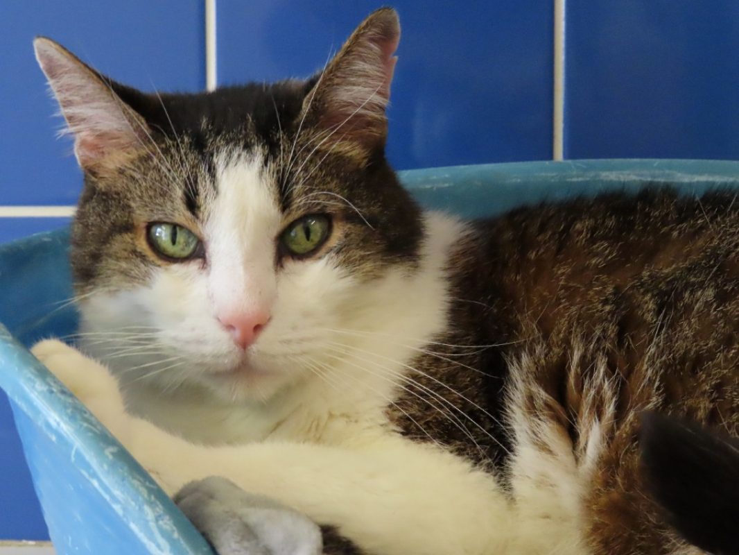 Momo - Chat Européen à adopter - photo 2