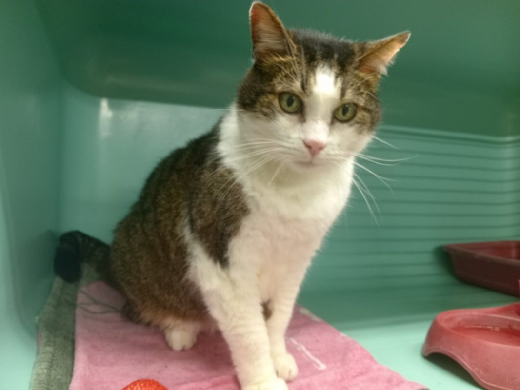 Momo - Chat Européen à adopter - photo 4