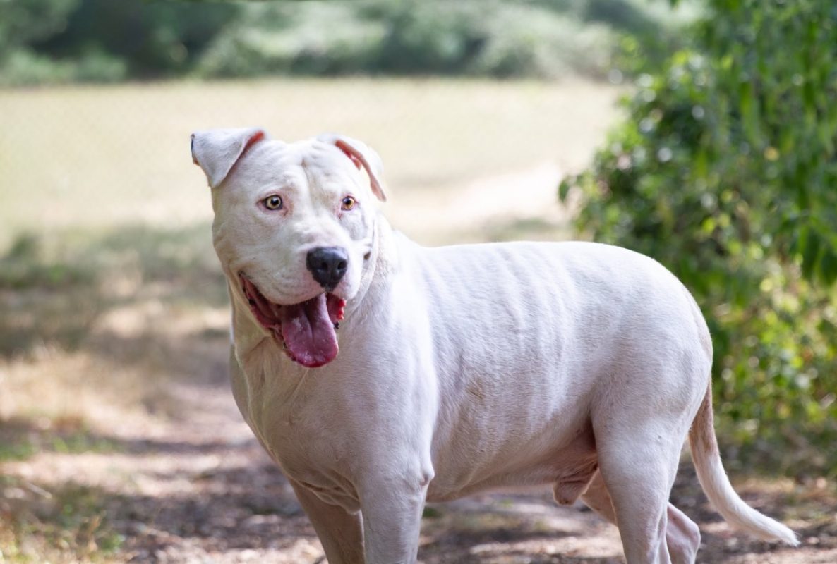Oaa papaye - Chien American Bully à adopter