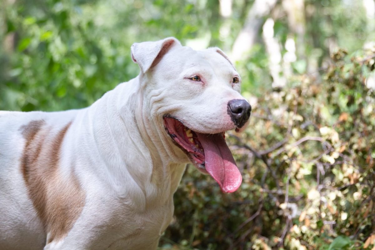 Oaa papaye - Chien American Bully à adopter - photo 2