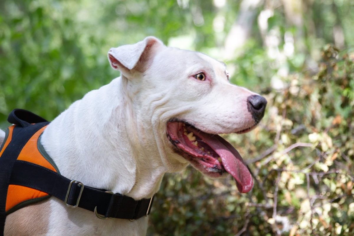 Oaa papaye - Chien American Bully à adopter - photo 3