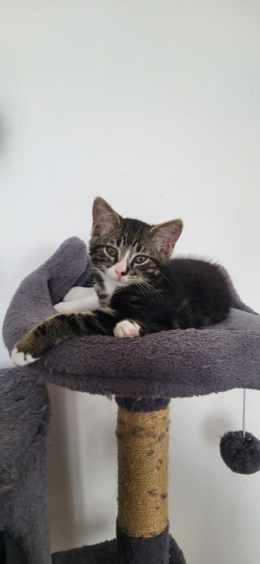 Photo #3 de Bandit
