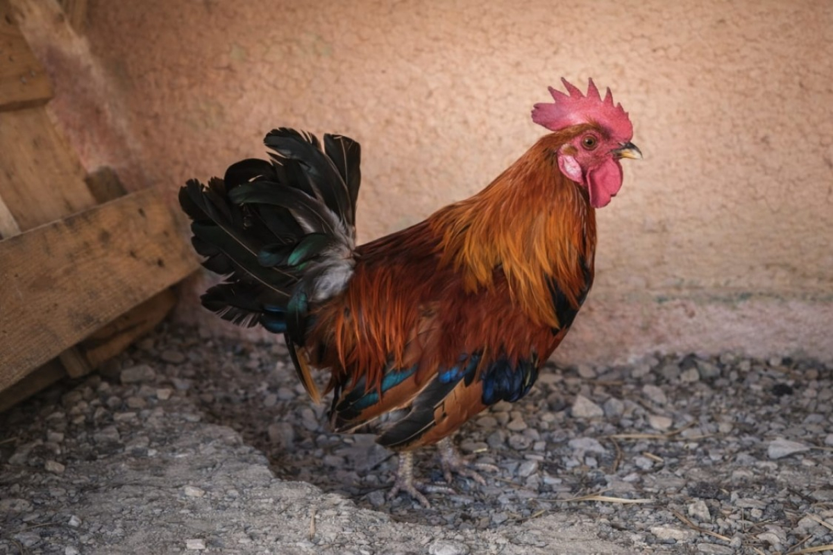 Photo de Coqlicot