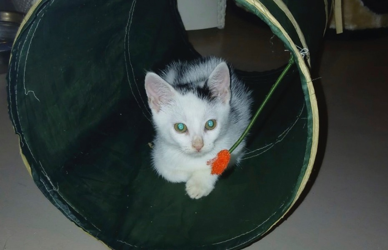 Photo #1 de Bob