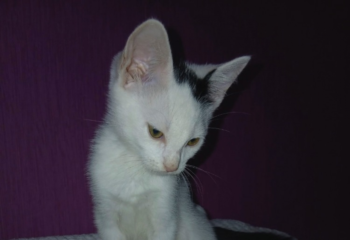 Photo #2 de Bob