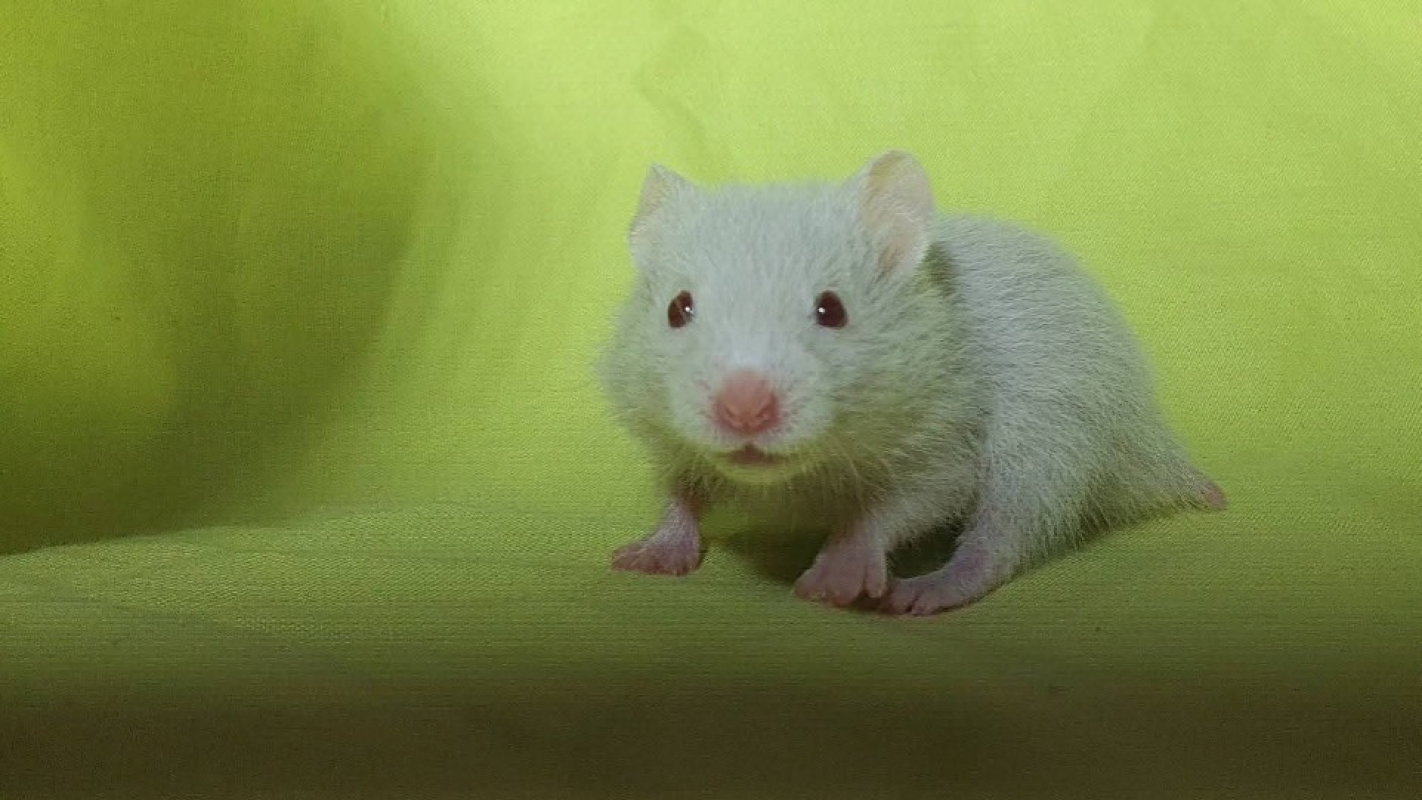 Photo #1 de Thym cac